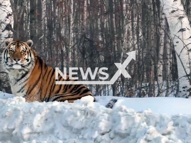 This image is a screen grab of the video supplied titled NewsX-TigerRoad-01.mp4: Small dogs bark as they see a large tiger lying on the side of the road in Khabarovsk Krai, Russia, undated. A video was posted on VKontakte on Monday, Feb. 24, 2025.