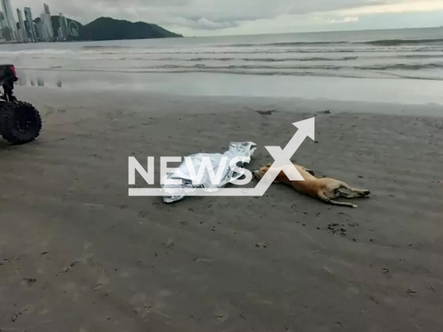 Dog remains next to the body of owner in Balneario Camboriu, Brazil, undated. The man drowned. Note: Private photo taken from local media. (Newsflash/NX)