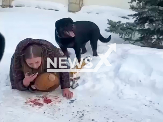 This image is a screen grab of the video supplied titled NewsX-RottweilerAttack-01.mp4: Footage shows the mother lying on the ground, covering her five-year-old child with her body after being attacked by a Rottweiler, which stands behind her and does not move away in Yekaterinburg, Russia on Wednesday, Feb. 26, 2026.