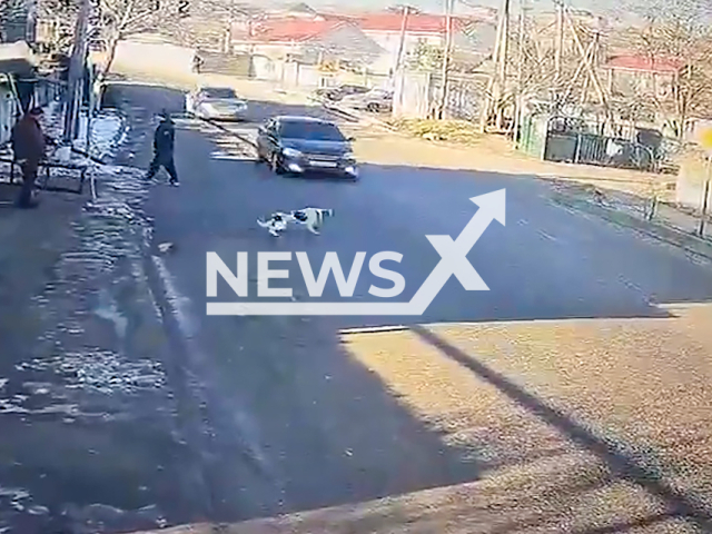 This image is a screen grab of the video supplied titled NewsX-DogRoad-01.mp4: A dog runs under a speeding car and survives in Crimea, Russia on Thursday, Feb. 27, 2025.