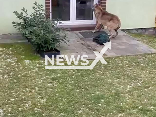 A wolf hits a window in Szczecin, Poland, undated. The animal then leaves. Note: Photo is a screenshot from a video(Newsflash/NX)