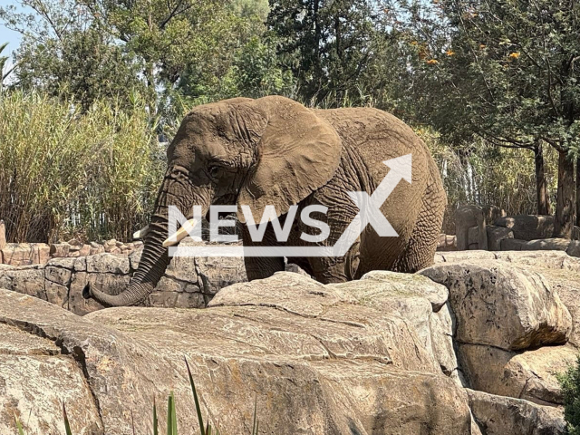 Picture shows Ely, the African elephant, undated. Supreme Court of Justice of the Nation confirmed that Ely lives in good conditions. Note: Government photo. (Sedema/Newsflash/NX)