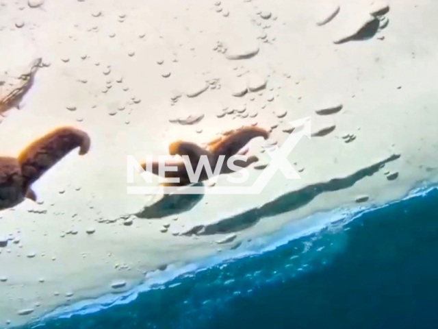 This image is a screen grab of the video supplied titled NewsX-StarfishIce-01.mp4: Russian diver films a unique phenomenon a starfish on the inside of the ice in Primorsky Krai, Russia on Wednesday, Feb. 26, 2025