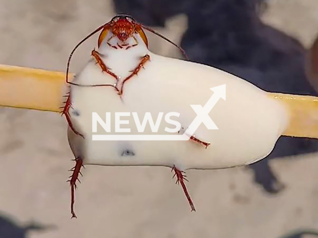 Beachgoer shows a cockroach apparently found in a popsicle bought on the beach in Rio de Janeiro, Brazil, undated. According to him, a child found a cockroach after consuming part of the product. Note: Photo is a screenshot from a video(@mauriciofernand6596/Newsflash/NX)