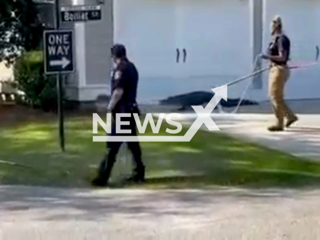 Alligator captured outside 'Daniel Island School' in South Carolina in May 2022. Note: This picture is a screenshot from the video (@CityofCharlestonPD/Newsflash).