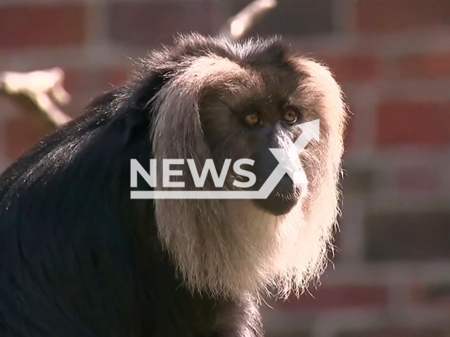Image shows female monkey (Macaca silenus) named Ruma, 15, from Leipzig Zoo, Germany, undated photo. She was stolen by Rustam O., 19, Yaroslav S., 18, and Ivan C., 20, in March 2024. Note: Photo is a screenshot from a video. (NF/newsX)