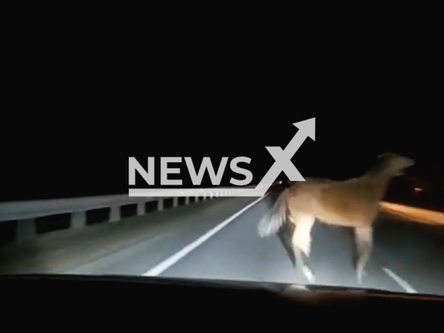 This image is a screen grab of the video supplied titled NewsX-ScaredHorse-01.mp4: A car hit a horse on a highway near Angarsk, Russia on Wednesday, Apr. 23, 2025.(Clipzilla/NX)