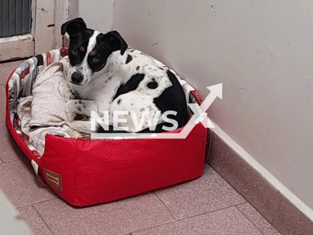Picture shows the dog Tokinho, undated. He will be compensated after winning lawsuit against former owner for mistreatment suffered in Ponta Grossa, Brazil. Note: Private photo taken from local media. (Newsflash/NX)