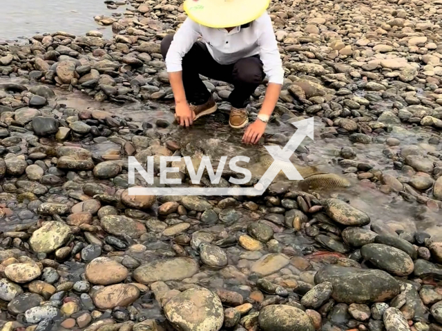 Man rescues carp stranded in Yangtze River in Sichuan, China, undated. The video was shared on Douyin - the Chinese version of TikTok on April 11, 2025. Note: Photo is a screenshot from a video. (AsiaWire/NX)