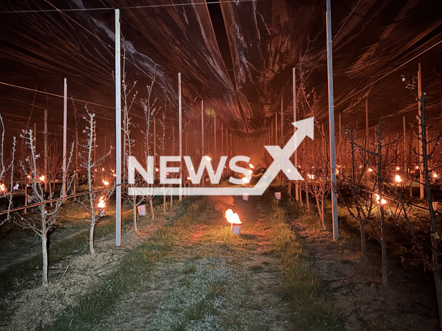 Frost candles save apricot trees in Mollram, in the Neunkirchen district of Lower Austria, undated. This effort saved 2,000 fruit trees. Note: Licensed photo. (Most Michl/Newsflash/NX)