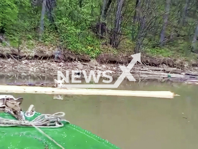 This image is a screen grab of the video supplied titled NewsX-DrowningBear-01.mp4: Footage shows a resident rescuing a drowning bear cub clinging to a floating log on a lake in Bashkiria, Russia, undated. Footage shared by the Ministry of Environment and Ecology of Bashkortostan on Tuesday, Apr. 29, 2025.(Clipzilla/NX)