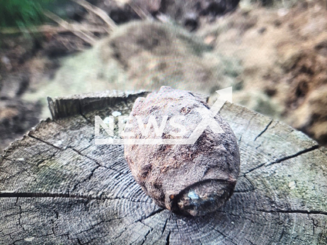 The British type No. 36 hand grenade also known as Mills bomb which was found during asparagus harvest in the German city of Nienburg located in the state of Lower Saxony. Note: This photo is from a press release. (Polizeiinspektion Nienburg, Schaumburg/Newsflash)