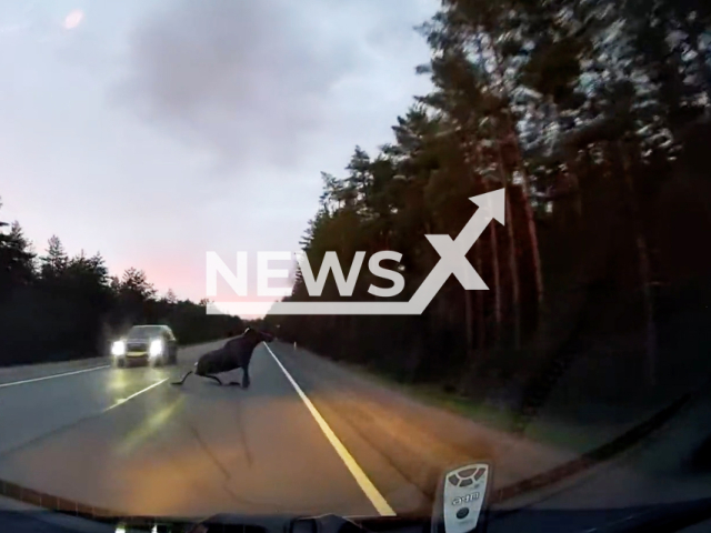 This image is a screen grab of the video supplied titled NewsX-MooseHighway-01.mp4: Dashcam footage captures the moment a moose slips and falls in front of a car and quickly gets up and escapes unharmed on the Murmansk Highway, Russia on Sunday, May 4, 2025. (Clipzilla/NX)