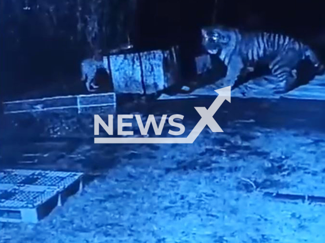 This image is a screen grab of the video supplied titled NewsX-TigerFail-01.mp4: Footage shows an Amur tiger attacking a domestic dog near Kravtsovka, Primorsky Krai, Russia on Saturday, May 3, 2025.(Clipzilla/NX)