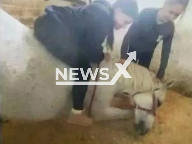 Three girls beat horse in the Nizhny Novgorod Olympic Reserve School in Russia, undated. They filmed the abuse. Note: Private photo taken from local media. (Newsflash/NX)
