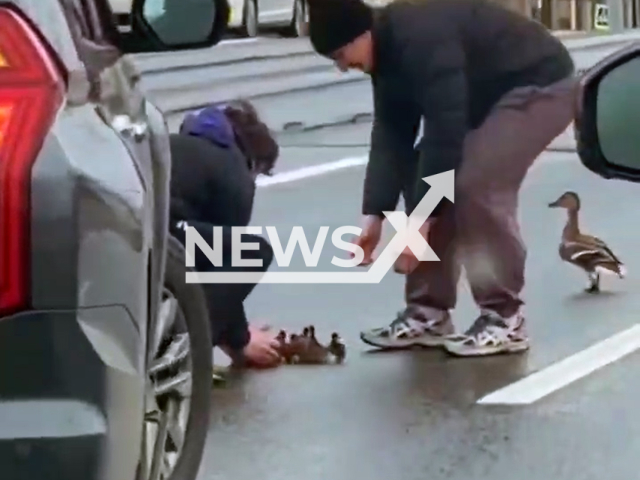 This image is a screen grab of the video supplied titled NewsX-DuckTraffic-01.mp4: CCTV footage shows local boys heroically stopping traffic to rescue a mother duck and her ducklings from walking into busy highway lanes on Tuchkov Bridge in Saint Petersburg, Russia, undated. Video shared on the Telegram channel on Thursday, May 8, 2025.(Clipzilla/NX)