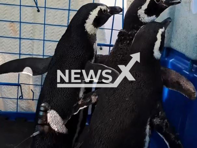 Three rehabilitated Magellanic penguins are released into the waters near Xavier Island, in Florianopolis, Brazil, on 5 May, 2025. The animals had been rescued during the 2024 migration season by the R3 Animal Association. Note: Photo is a screenshot from a video(@associacaor3animal/Newsflash/NX)