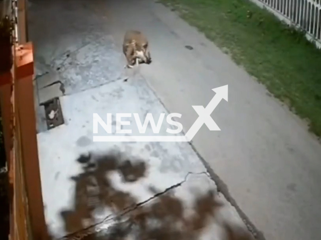 A leopard attacks a dog in Haridwar, India, undated. Other dogs came and helped the animal. Note: Photo is a screenshot from a video. (Newsflash/NX)