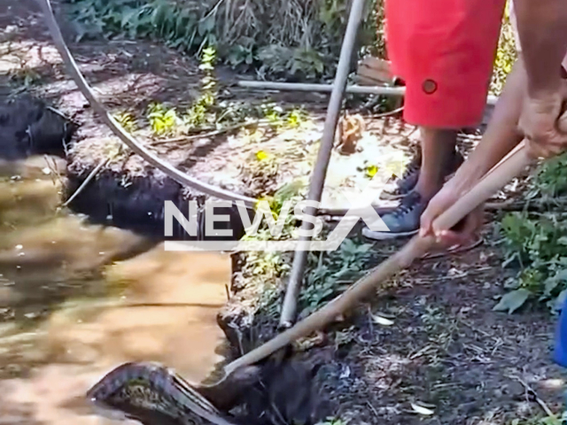 Officials rescue an anaconda in Formoso do Araguaia, Tocantis, Brazil, on May 10, 2025. One agent was bitten during the rescue. Note: Photo is a screenshot from a video. (Newsflash/NX)