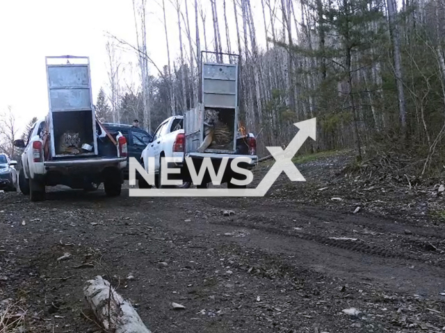 Video shows tiger relatives caught in the Dalnerechensky district in Russia being released in a remote region, undated. Note: Photo is a screenshot from a video. (@siberiantiger_center/Newsflash/NX)