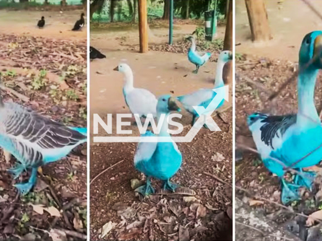 Ducks and geese turn blue after a truck spilled dye into a stream in Jundiai, Brazil, undated. Dead fish were also found in the stream after the accident which occurred on May 13, 2025. Note: Private photo taken from local media. (Newsflash/NX)