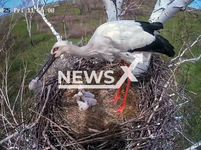 Stork throws out a chick out of its nest in the Amur region in Russia. As per the footage the incident occurred on May 16, 2025. Note: Photo is a screenshot from a video. (Newsflash/NX)