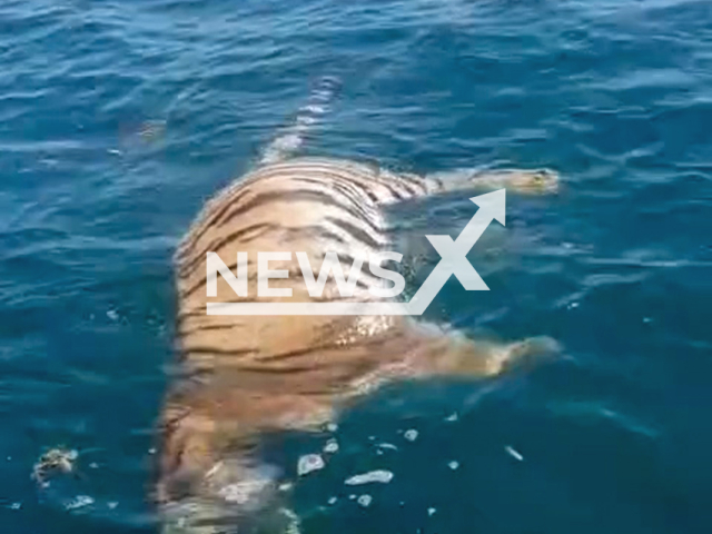 Video shows a tiger carcass at sea near Vladivostok, Russia, undated. Hunting Inspection and the Prosecutor's Office are investigating the circumstances of the death of a tiger. Note: Photo is a screenshot from a video. (Newsflash/NX)