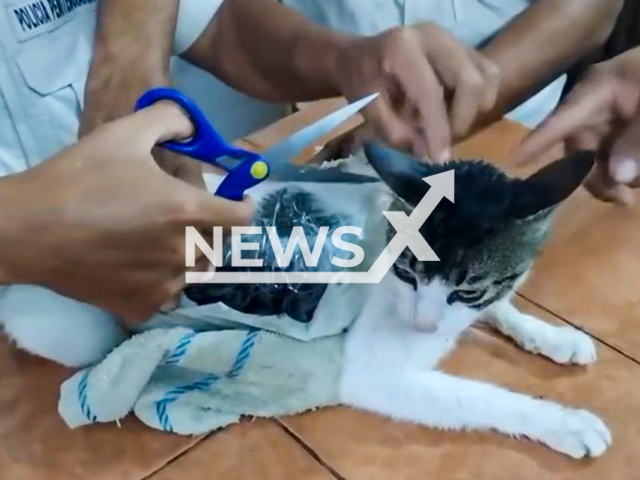 This image is a screen grab of the video supplied titled NewsX-PrisonSmug-01.mp4: Footage shows penitentiary police officers rescuing a kitten that had two packages of drugs stuck to its body at the Pococi prison in Costa Rica, undated. Video shared by the Ministry of Justice and Peace on Thursday, May 8, 2025.(@MinisteriodeJusticiayPaz/Clipzilla/NX)