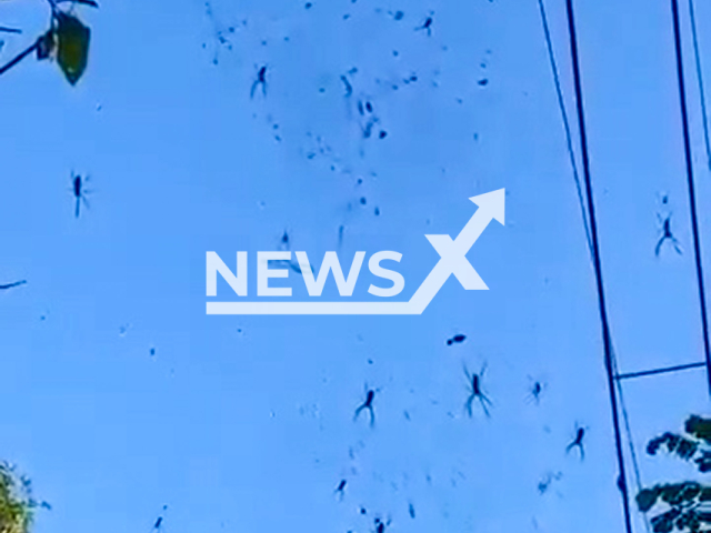 Video shows the giant spider web, undated. The incident was recorded in Barreiro, Belo Horizonte, Brazil. Note: Photo is a screenshot from a video. (Newsflash/NX)