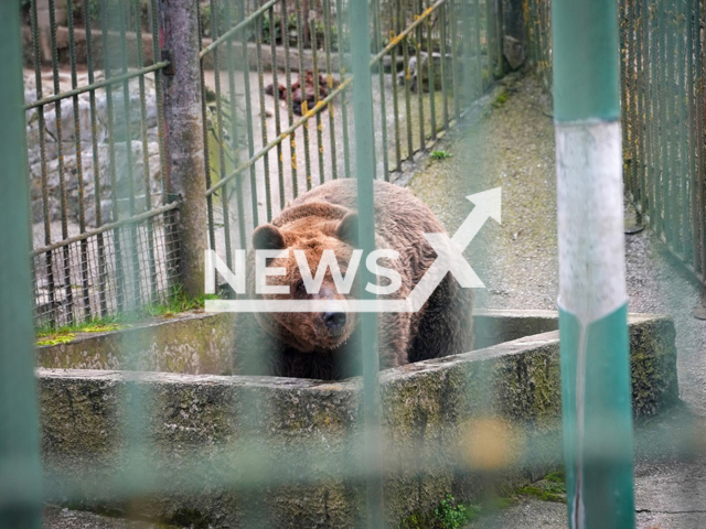 Bear Felix during pre-transfer visit. Felix will be the oldest bear at BEAR SANCTUARY Arbesbach in Austria. Note: Licensed photo. (Four Paws/Newsflash/NX)