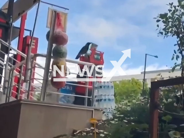 This image is a screen grab of the video supplied titled NewsX-ChipsCrow-01.mp4: Crow steals crisps from the supermarket in Sancaktepe, Turkey, undated. Video shared on social media on Sunday, May 18, 2025.(Clipzilla/NX)
