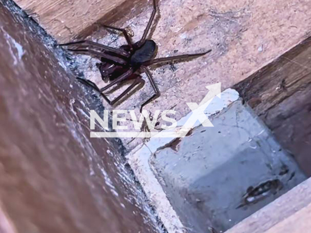 Biologist finds spiders in rented room in Curitiba (PR), Brazil, undated. In the end he had to sleep in a car. Note: Photo is a screenshot from a video(@biologo.christian/Newsflash/NX)