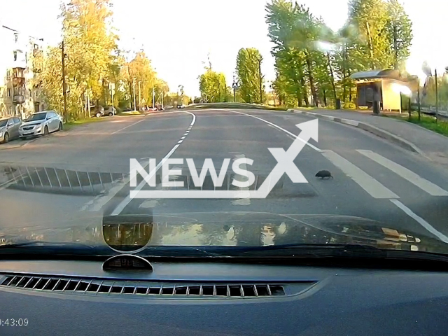This image is a screen grab of the video supplied titled NewsX-HedgehogCrosswalk-01.mp4: Dashcam shows a hedgehog obeying traffic rules and walking across a pedestrian crossing in St. Petersburg, Russia on Wednesday, May 21, 2025.(Clipzilla/NX)