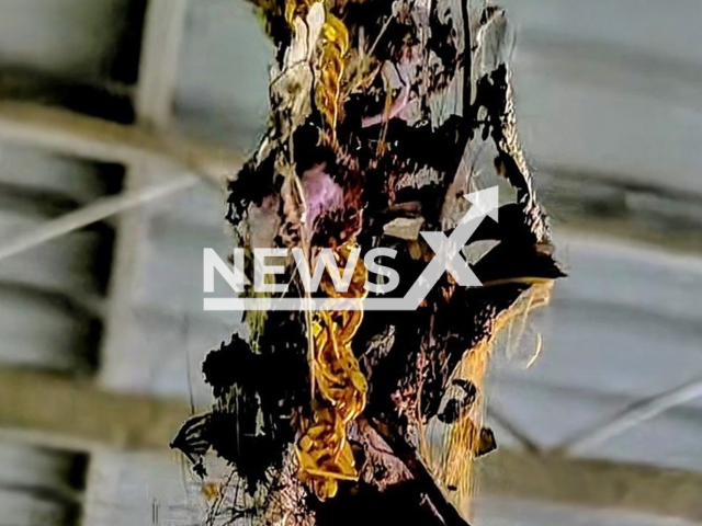 Bird builds nest made of snake skin and gold chain in Kedah, Malaysia, undated. Facebook user Shah Rizal shared the photos on May 22, 2025. Note: Private photo taken from social media. (Shah Rizal/Newsflash/NX)