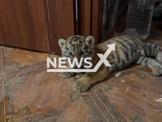 This image is a screen grab of the video supplied titled NewsX-AmurTigress-01.mp4: Police seize an Amur Tiger cub from the apartment of a Kadiivka resident in Luhansk, in Russian-occupied Ukraine, undated. The Russian Ministry of Internal Affairs shared the video on Tuesday, May 26, 2025.(Clipzilla/NX)