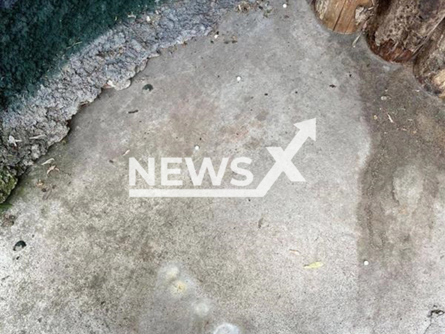 Picture shows the pills that were found, undated. A person is accused of trying to poison animals at the Moscow Zoo, Russia. Note: Private photo taken from social media. (Svetlana Akulova/Newsflash/NX)