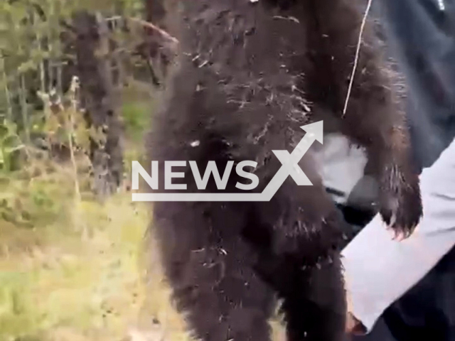 Video shows a cruel treatment of a bear cub which could have taken place at the Novaya Igirma area, Irkutsk Oblast, Russia, undated. Men try to catch a bear cub climbing on tree. Note: Photo is a screenshot from a video. (@mvd_38/Newsflash/NX)