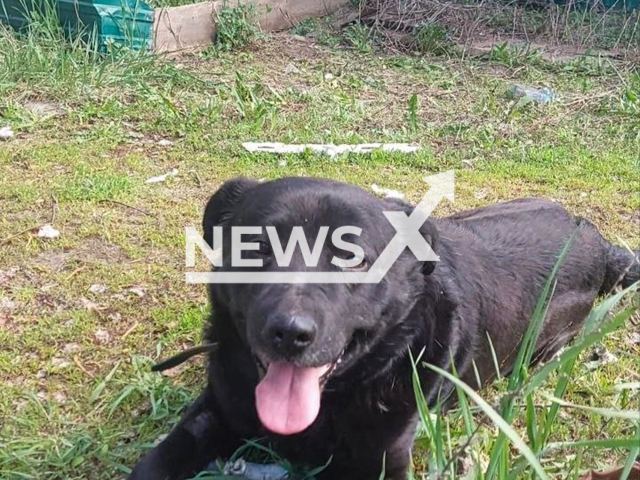The Labrador named Tucha posing in undated footage.
Note: Private photo.
(Clipzilla/NX)