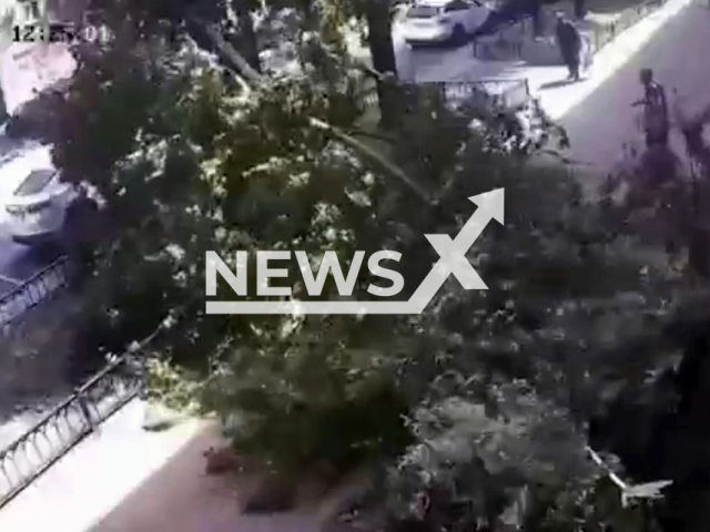 This image is a screen grab of the video supplied titled NewsX-TreeEscape-01.mp4: A man escapes being crushed by a falling tree in Voronezh, Russia on Thursday, May 29, 2025.(Clipzilla/NX)