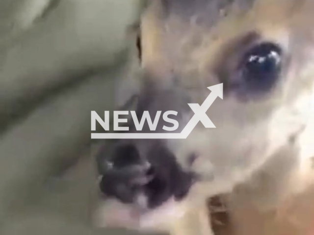 This image is a screen grab of the video supplied titled BabyReunDeer-01.mp4: CCTV shows a 2-month-old baby roe deer found in the forest being released and reunited with its mother in Bartin forest, Turkey, undated. The video was shared by the Turkish General Directorate of Nature Conservation and National Parks on Tuesday, May 27, 2025.(@milliparklar/Clipzilla/NX)
