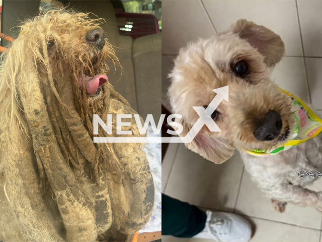 Picture shows the dog named the 'Dreamer' before and after grooming, undated. He was rescued after ten years of neglect from a house in Gustavo A. Madero borough in Mexico City. Note: Private photo taken from social media. (@sereslibres_mx/Newsflash/NX)