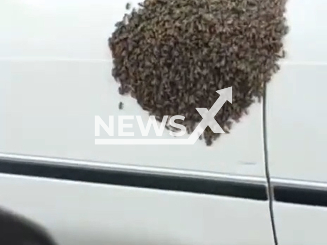 This image is a screen grab of the video supplied titled NewsX-CarDoorHive-01.mp4: Footage shows a swarm of bees attached to the front car door in Khabarovsk, Russia, undated. Footage shared on Telegram on Tuesday, June 3, 2025.(Clipzilla/NX)
