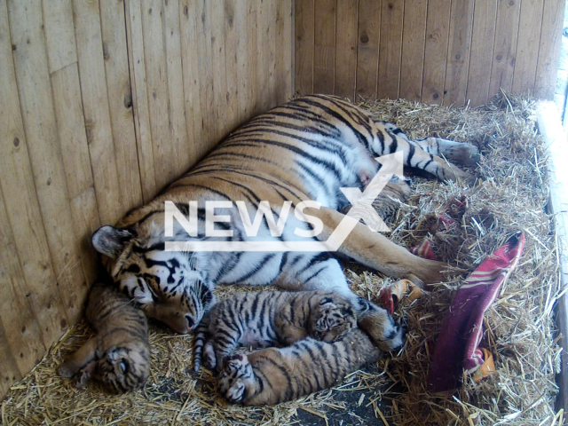 Picture shows Siberian tiger Stormi with four offsprings at Magdeburg zoo in Germany, undated. Stormi laid down on one of the quintuplets during a resting period and presumably crushed it with her own body weight. Note: Licensed photo. (Magdeburg Zoo/Newsflash/NX)