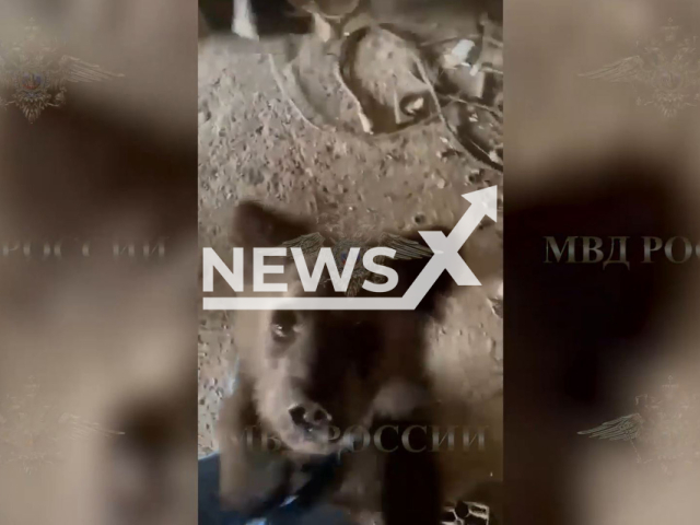This image is a screen grab of the video supplied titled NewsX-DiscoveredBear-01.mp4: Footage shows police officers accidentally discovering a bear cub in a man's house during operational work in Volzhsky District, Samara Oblast, Russia, undated. The video was shared by the Ministry of Internal Affairs of Russia on Thursday, June 5, 2025.(Clipzilla/NX)