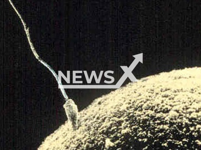 A sperm cell fertilizing an egg cell, undated. Note: Licensed photo. (Newsflash/NX)