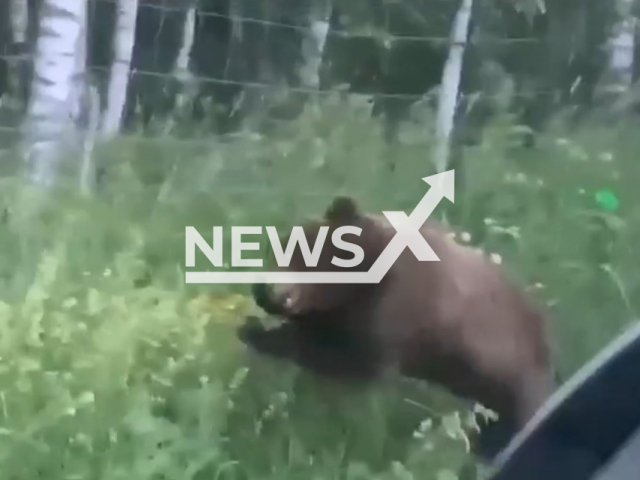 This image is a screen grab of the video supplied titled NewsX-PanicRoad-01.mp4: Footage shows a terrified bear trapped by barbed wire, trying to return to the forest in Leningrad Region, Russia, undated. Footage shared on Vkontakte on Tuesday, June 24, 2025.(Clipzilla/NX)
