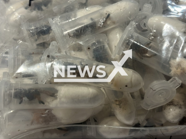 Picture shows some of the tarantulas, undated. Cologne customs found around 1,500 tarantulas at Cologne/Bonn Airport in a package from Vietnam to North Rhine-Westphalia in Germany. Note: Customs photo. (Main Customs Office Cologne/Newsflash/NX)