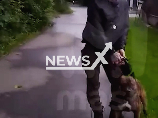 This image is a screen grab of the video supplied titled NewsX-DogsViolence-01.mp4: Footage shows a man unleashing a dog on a woman, and the animal gnawed her leg in Vnukovskoye, Novomoskovsky Administrative Okrug of Moscow, Russia undated. Footage released in telegram channel on Thursday, July 3, 2025.(Clipzilla/NX)
