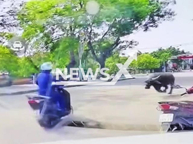 A buffalo attacks a biker in Thanh Hoa, Vietnam, on Jul.14, 2025. The woman had broken ribs. Note: Photo is a screenshot from a video. (Newsflash/NX)