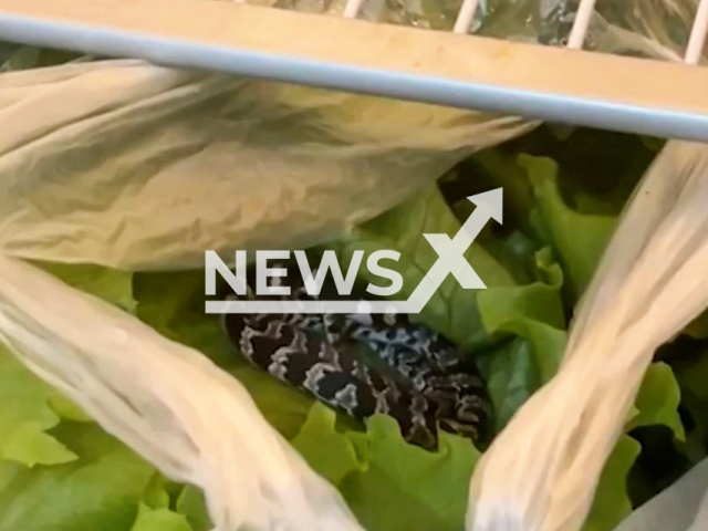 Video shows snake inside a lettuce bag, undated. Juan Lucas Dias Mendes bought the lettuce and placed it in the fridge in Palmas, Brazil. Note: Photo is a screenshot from a video(Newsflash/NX)